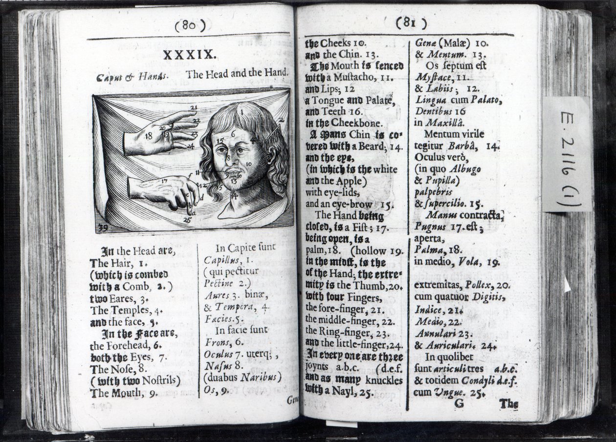 Két oldal az Orbis Sensual Pictusból, Comeniustól, 1659 alkotó: English School