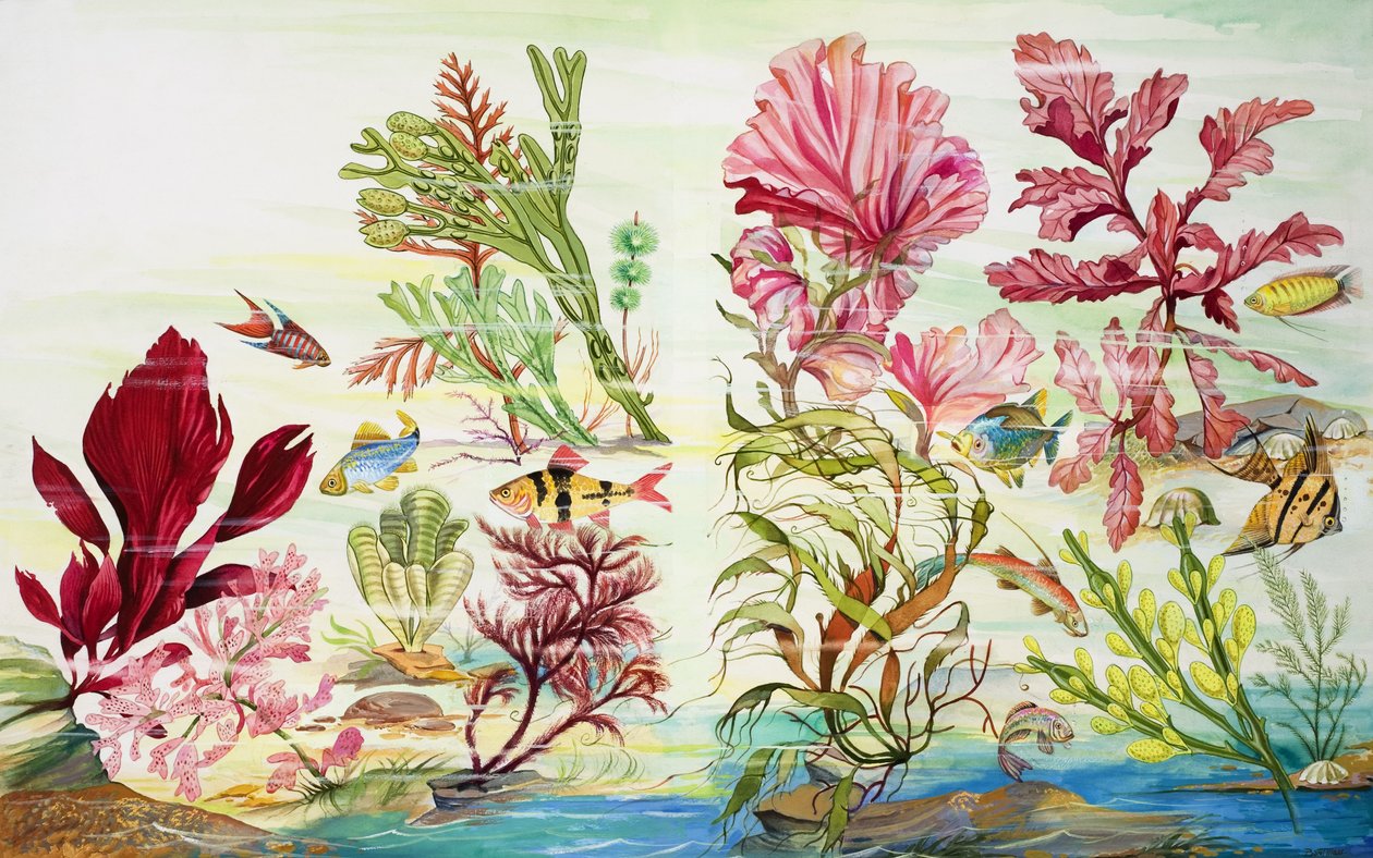 Víz alatti növények (gouache, papír) alkotó: English School
