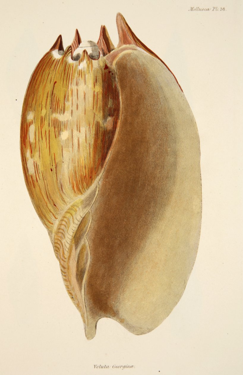 Veluta Georgina, a The Mollusca and Radiata pubból. 1833 (kézzel színezett metszet) alkotó: English School