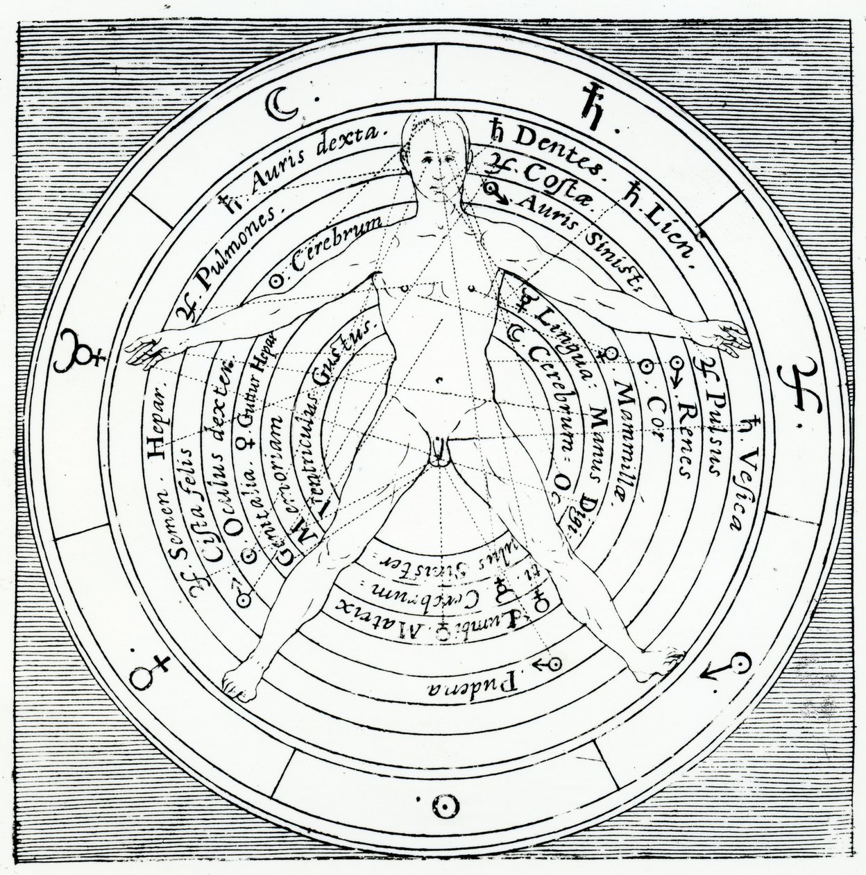 Vitruvius-figura, Robert Fludd 1617-ben megjelent „Utriusque Cosmi Historia” című művéből (metszet) alkotó: English School
