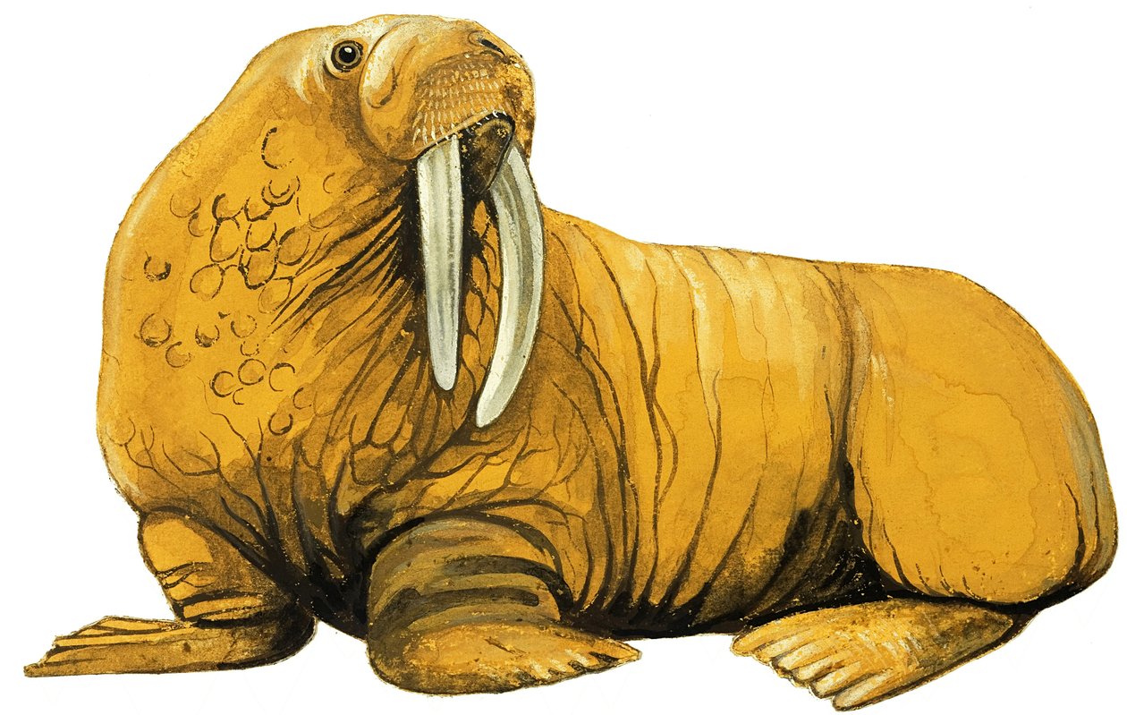 Walrus alkotó: English School