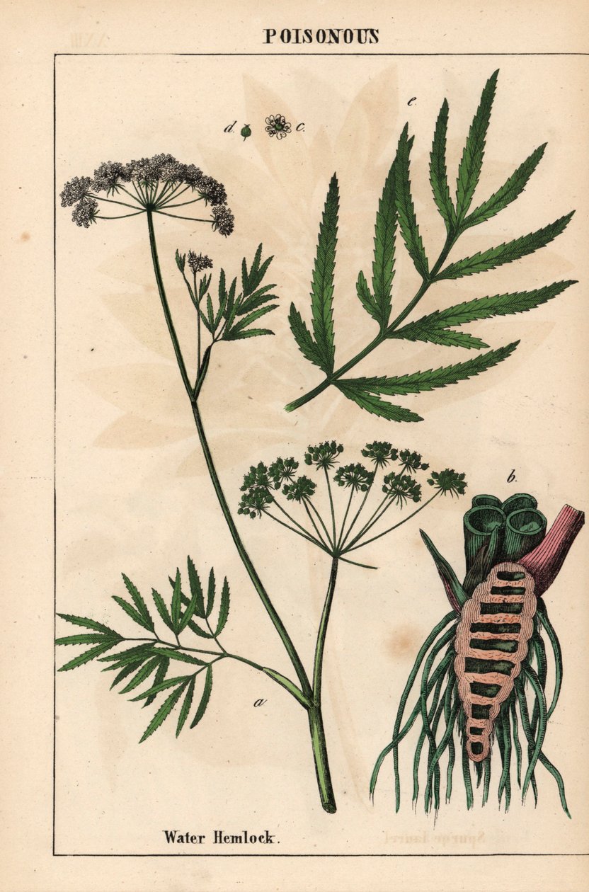 Vízi bürök, amely leveleket, gyökérszerkezetet és virágokat mutat. Cicuta virosa   , a "The Instructive Picturebook, or Lessons from the Vegetable World", [Charlotte Mary Yonge], Edinburgh alkotó: English School