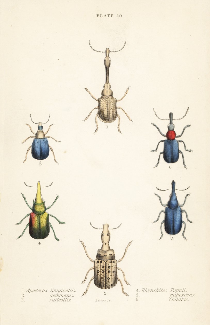 Zsizsik: Attelabus longicollis 1, Attelabus gematus 2, Attelabus ruficollis 3, Byctiscus populi 4, Rhycnhites pubescens 5 és Rhynchites collaris 6 alkotó: English School