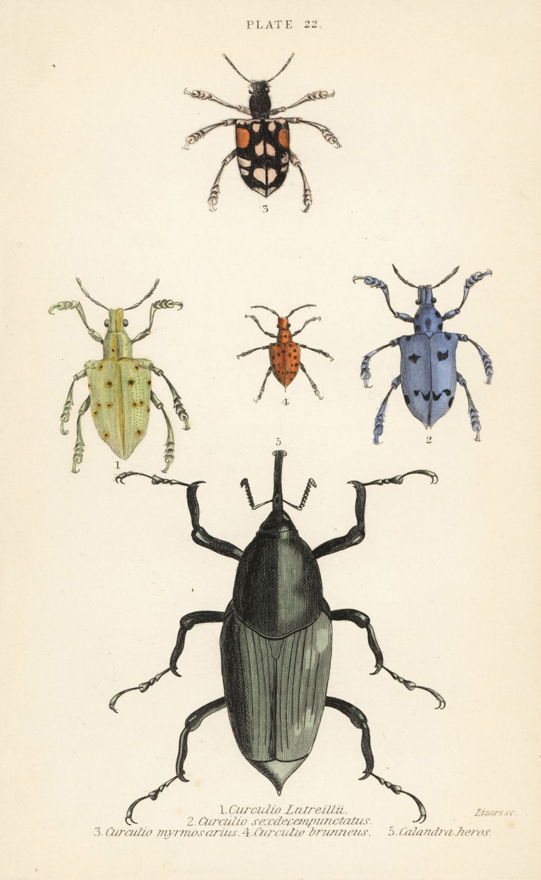 Zsizsik és bogarak: Curculio latreillii 1, Curculio sexdecempunctatus 2, Trichaptus mutillarius 3, Pissodes castaneus 4 és Calandra heros 5 alkotó: English School