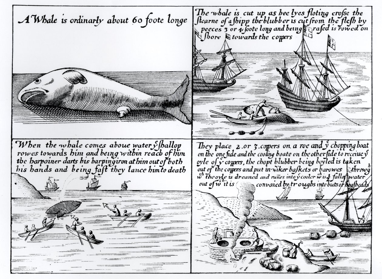 Bálnavadászat a Spitzbergákon 1611-ben alkotó: English School