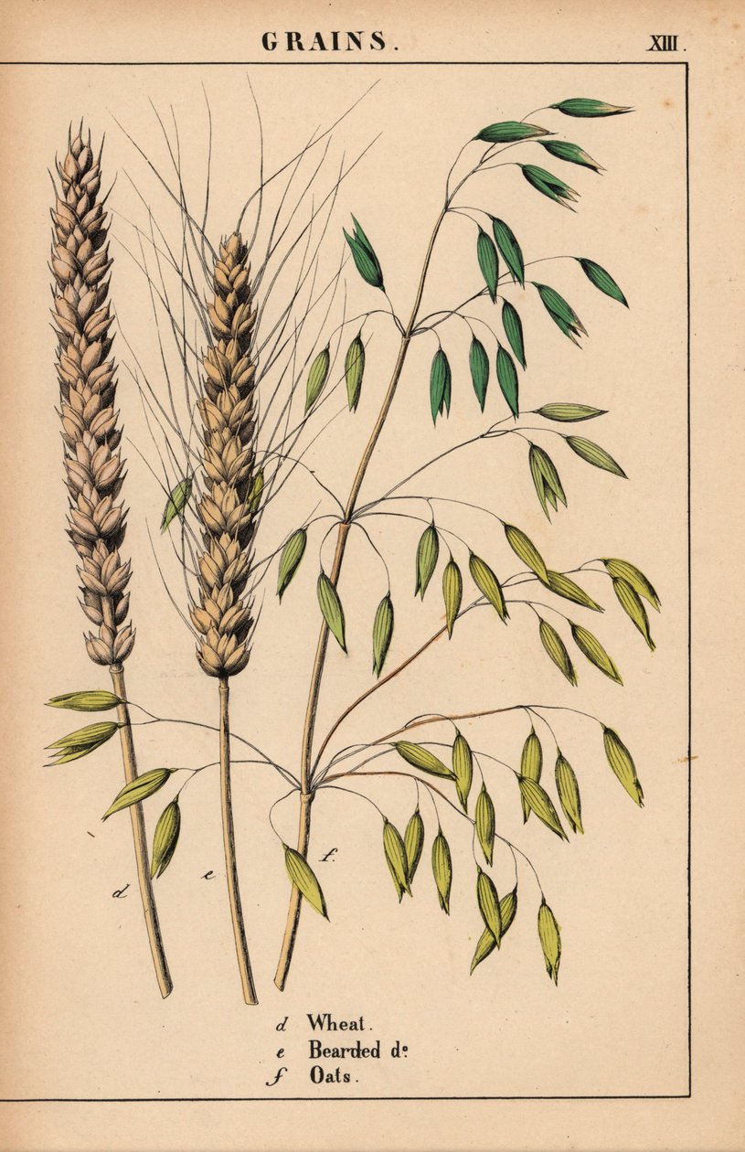 Búza, szakállas búza és zab.  , a "The Instructive Picturebook, or Lessons from the Vegetable World", [Charlotte Mary Yonge], Edinburgh alkotó: English School