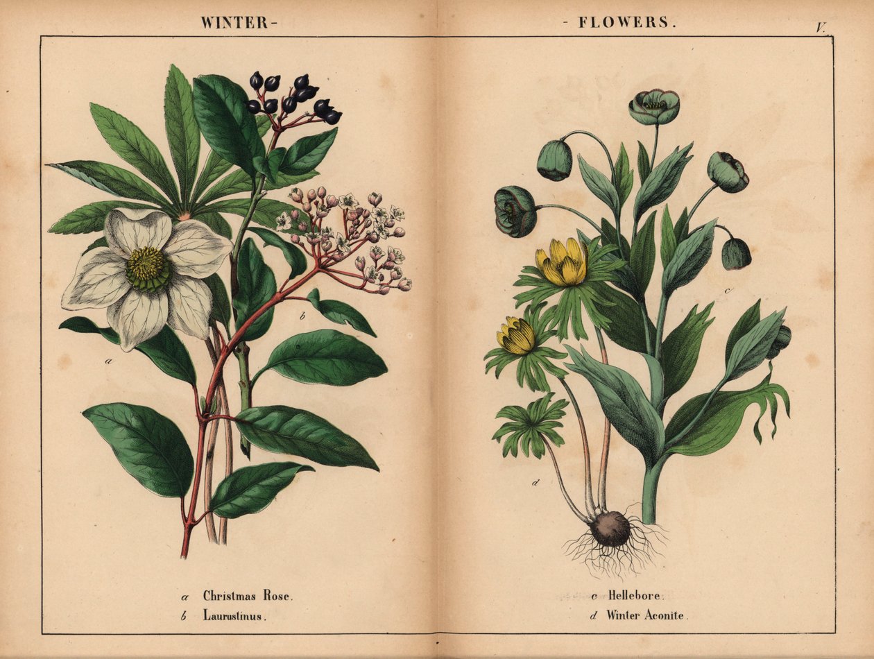 Fehér karácsonyi rózsa, fehér laurustinus, zöld hunyor és sárga téli akonit.  , a "The Instructive Picturebook, or Lessons from the Vegetable World", [Charlotte Mary Yonge], Edinburgh alkotó: English School