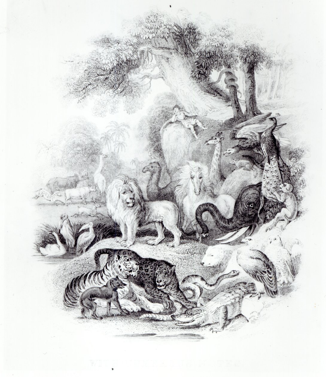 Vadállatok a Föld és az animált természet történetéből, Oliver Goldsmith, London, 1840 alkotó: English School