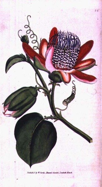 Szárnyas golgotavirág (Passiflora alata), 66. tábla William Curtis „The Botanical Magazine”-ból (vagy „Virágoskert bemutatva”), pub. 1787 (metszet) alkotó: English School