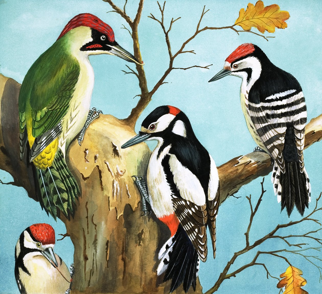 Fakopáncsok (gouache, papír) alkotó: English School