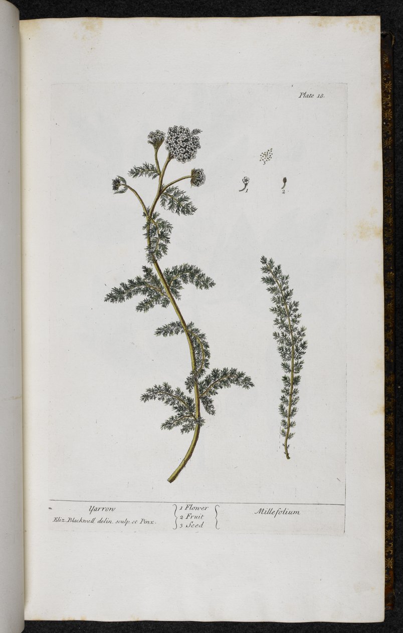 Yarrow, 18. tábla Elizabeth Blackwell „A Curious Herbal...” című művéből alkotó: English School