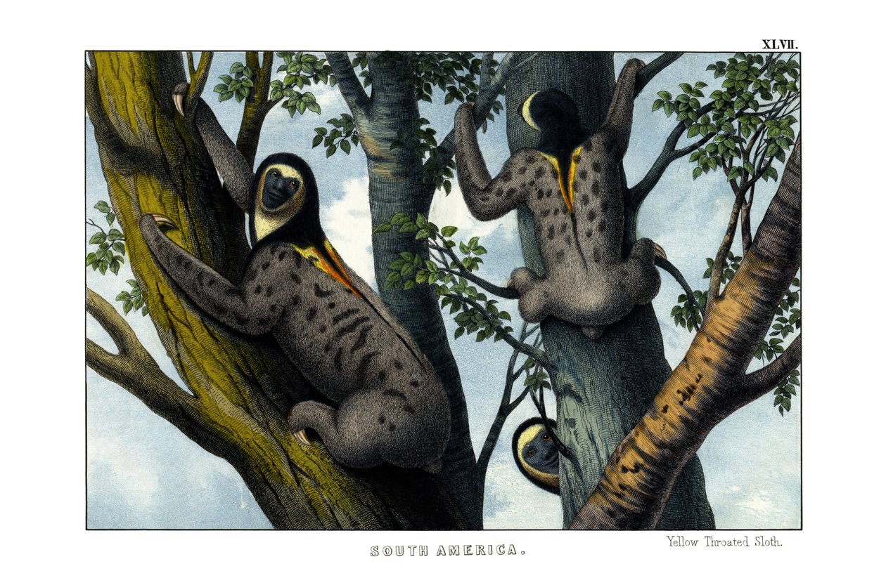 Yellow-throated Sloth alkotó: English School