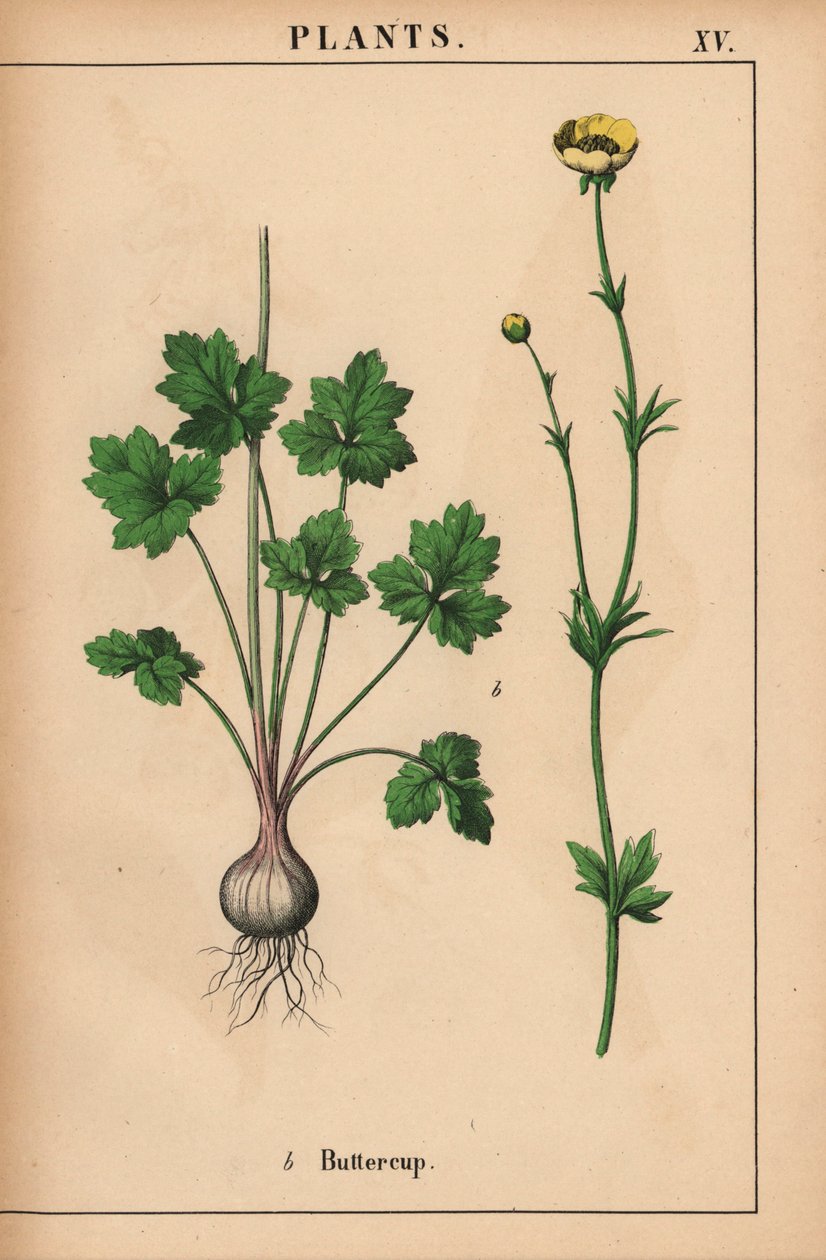Sárga boglárka  , a "The Instructive Picturebook, or Lessons from the Vegetable World", [Charlotte Mary Yonge], Edinburgh alkotó: English School