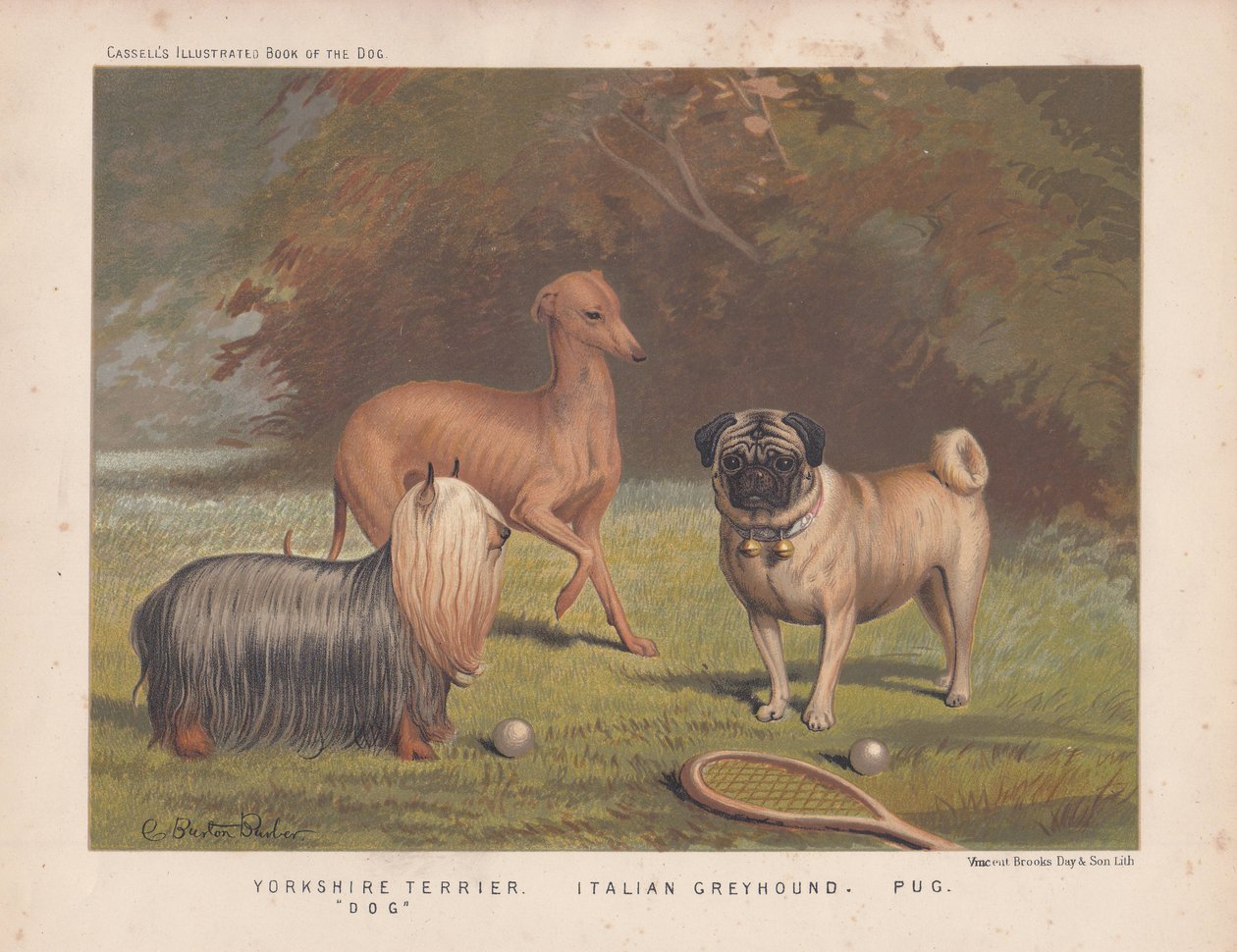 Yorkshire terrier, olasz agár és mopsz teniszütővel és labdákkal alkotó: English School