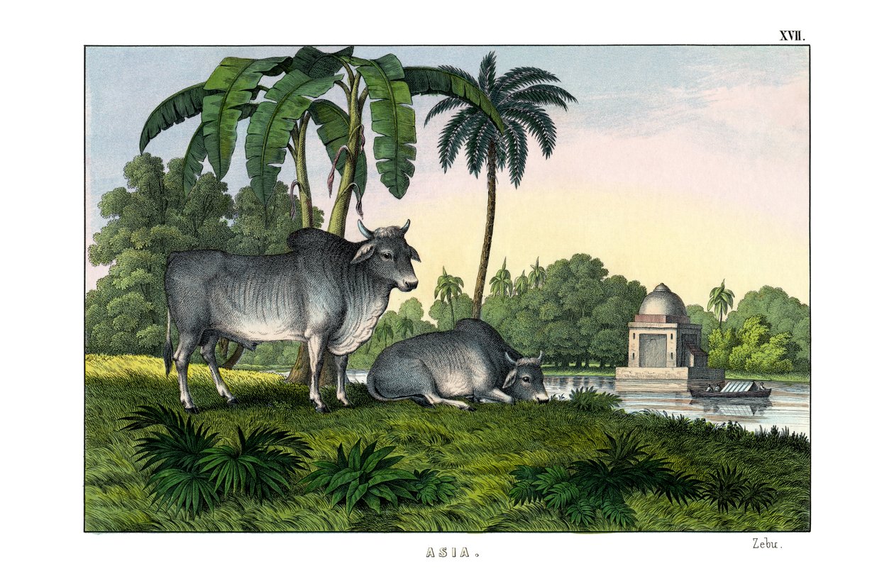 Zebu alkotó: English School