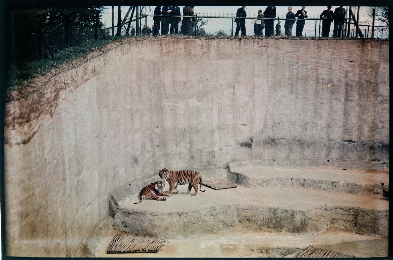 Whipsnade Zoo, Whipsnade, Central Bedfordshire, Central Bedfordshire, Egyesült Királyság alkotó: Eric Maybank