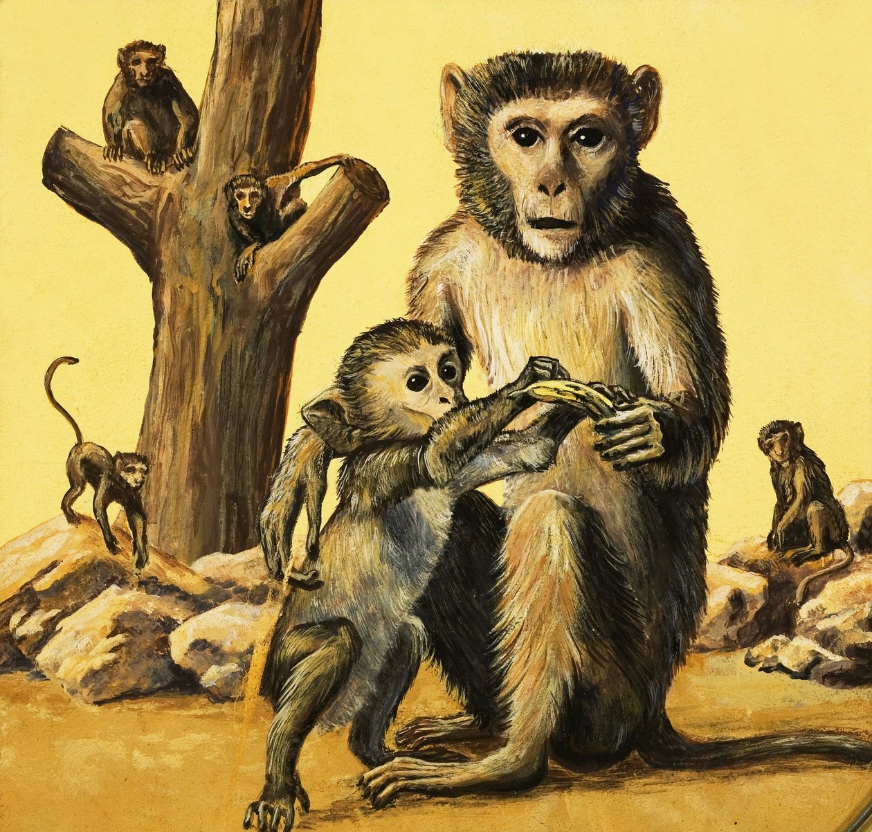 Rhesus majom alkotó: Eric Tansley