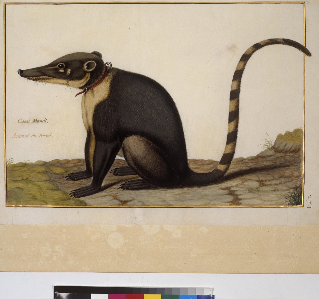 Egész oldal: állattanulmány, 1650-75 körül (tempera pergamenre) alkotó: Erich Lessing