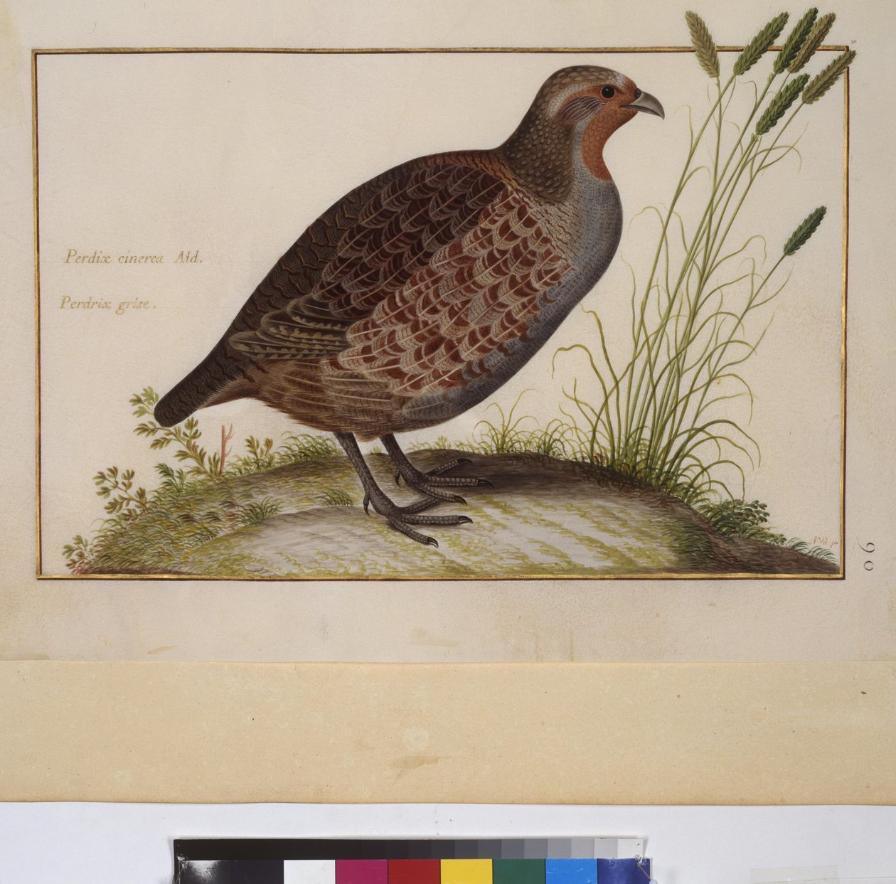 Egész oldal: állattanulmány, 1650-75 körül (tempera pergamenre) alkotó: Erich Lessing