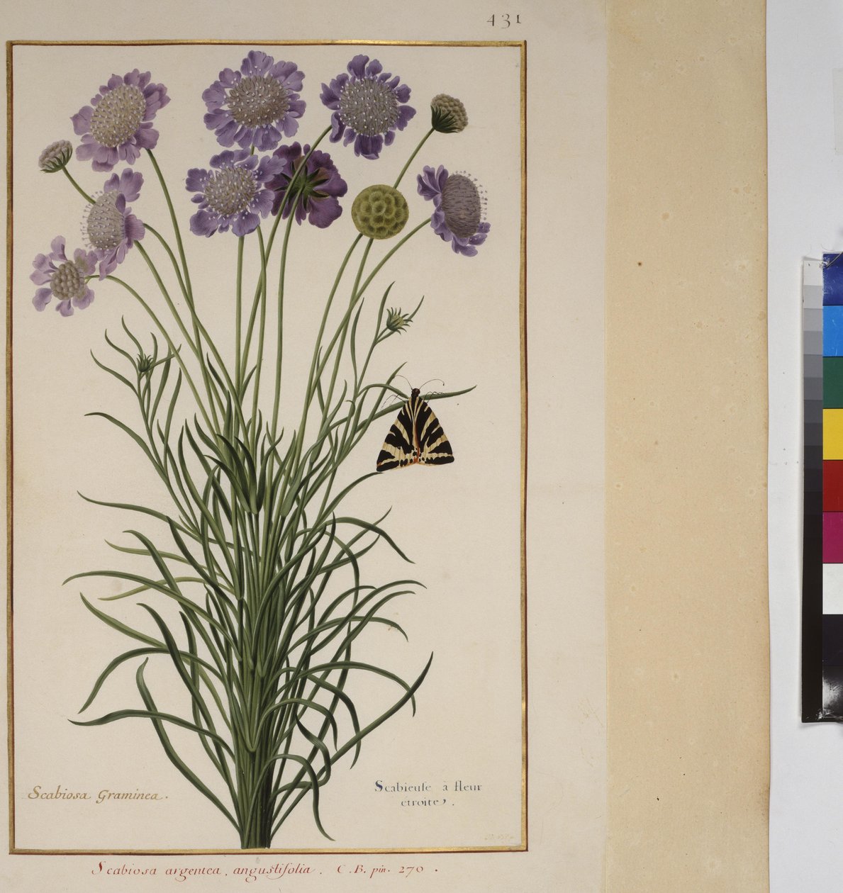 Egész oldal: növénytanulmány, 1650-75 körül alkotó: Erich Lessing