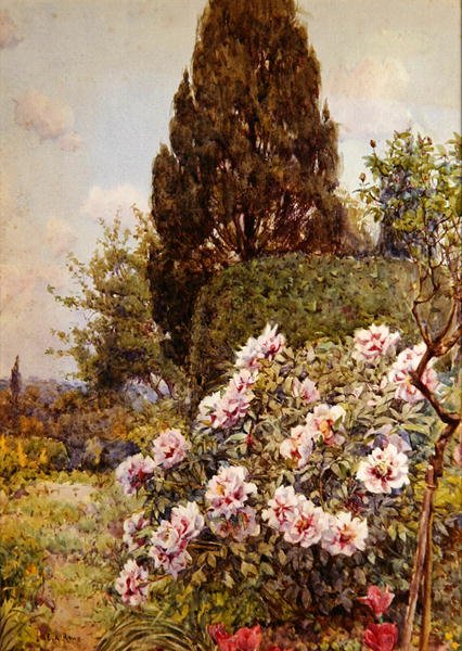 Pünkösdi rózsa, Coddington, Ledbury közelében (ceruza és akvarell papíron) alkotó: Ernest Arthur Rowe