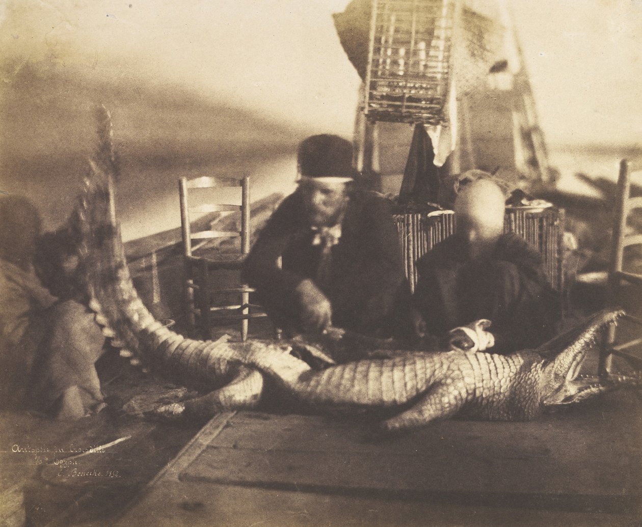 Az első fedélzeti krokodil boncolása, Felső-Egyiptom, 1852. alkotó: Ernest Benecke