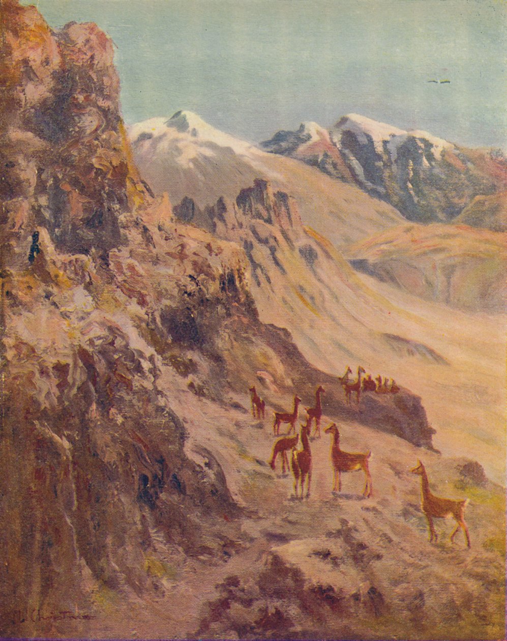 Guanakó, 1916 alkotó: Ernest William Christmas