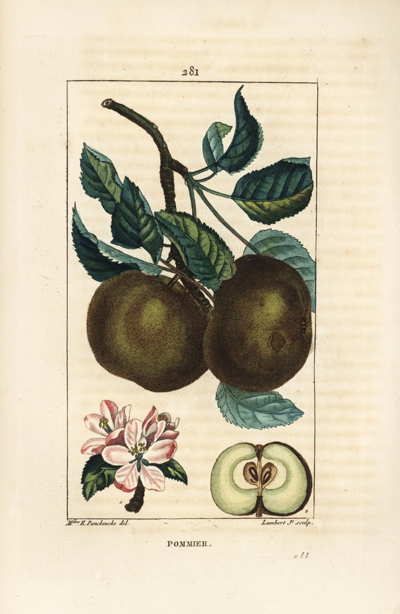 Almafa - Alma, Malus domestica, ággal, levéllel, terméssel, virággal és érett gyümölccsel a magokat mutató részben. Lambert Junior kézi csíkos rézmetszete Ernestine Panckoucke rajzából a Chaumetonból, Poiret és Chamberet „” La” című művéből alkotó: Ernestine Panckoucke