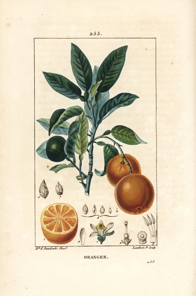 Bigaradier, Orange, Citrus aurantium, ággal, levéllel, virággal, érett és éretlen gyümölccsel és gyümölcsszeletekkel. Lambert Junior kézi csíkos rézmetszete Ernestine Panckoucke rajzából, Chaumetonból, Poiret és Chamberet " alkotó: Ernestine Panckoucke