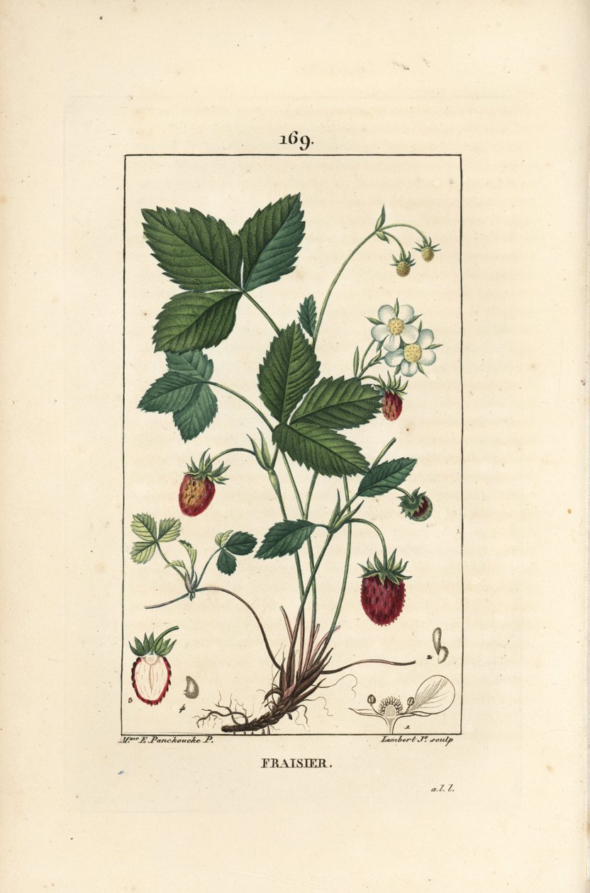 Termesztett eper - eper, Fragaria ananassa, virágot, levelet, érett gyümölcsöt, gyökereket és gyümölcsmetszetet mutat. Lambert Junior kézi színű rézmetszet, Ernestine Panckoucke, Chaumeton, Poiret et Chambere rajzából alkotó: Ernestine Panckoucke