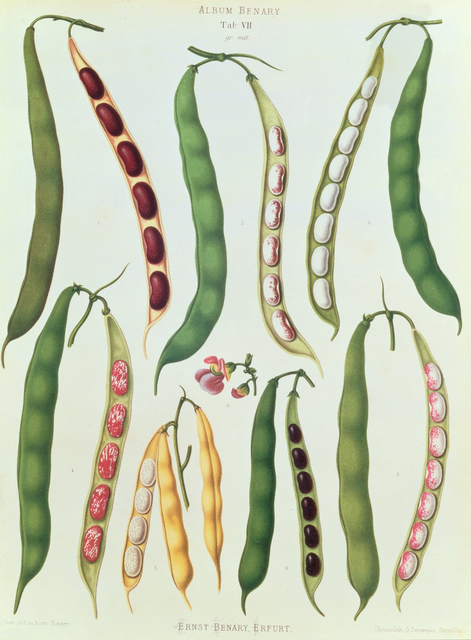 Beans, a „Benary album” VII. lapja, G. Severeyns metszete, 1876 (chromolitho) alkotó: Ernst Benary