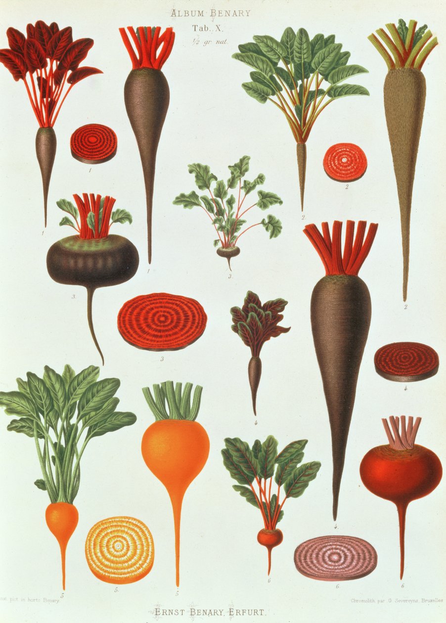 Cékla, Tab X a Benary albumból, metszett G. Severeyns, 1876 (chromolitho) alkotó: Ernst Benary