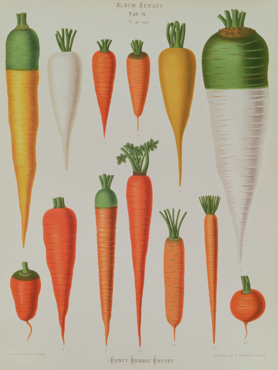 Sárgarépa, IV. táblázat a Benary albumból, metszett G. Severeyns, 1876 (chromolitho) alkotó: Ernst Benary