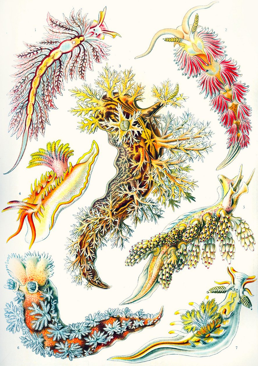 Nudibranchia gyűjtemény a "Természet művészeti formáiból" alkotó: Ernst (after) Haeckel