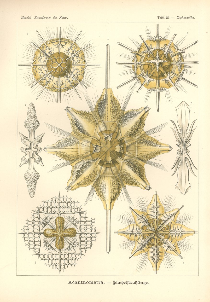 Acanthometra - Stachelstrahlinge, Pl.21 a "Kunstformen der Natur"-ból, metszett Adolf Giltsch, megjelent 1904-ben (színes litó) alkotó: Ernst (after) Haeckel