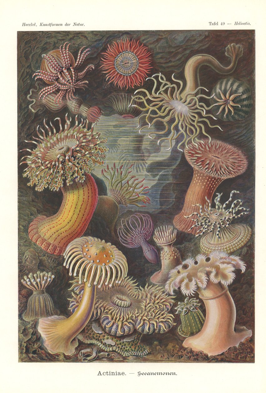 Actiniae – Tengeri kökörcsin, Pl.49, a "Természet művészete"-ből, Adolf Giltsch metszete, 1904-ben megjelent (színes litó) alkotó: Ernst (after) Haeckel