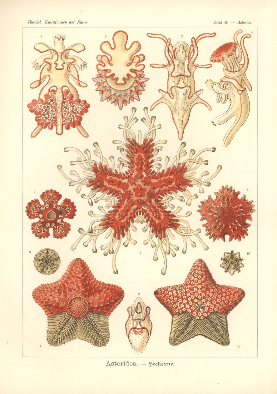 Asteridea - Sea Star, Pl.40. a "Kunstformen der Natur"-ból, Adolf Giltsch metszete, 1904-ben megjelent (színes litó) alkotó: Ernst (after) Haeckel