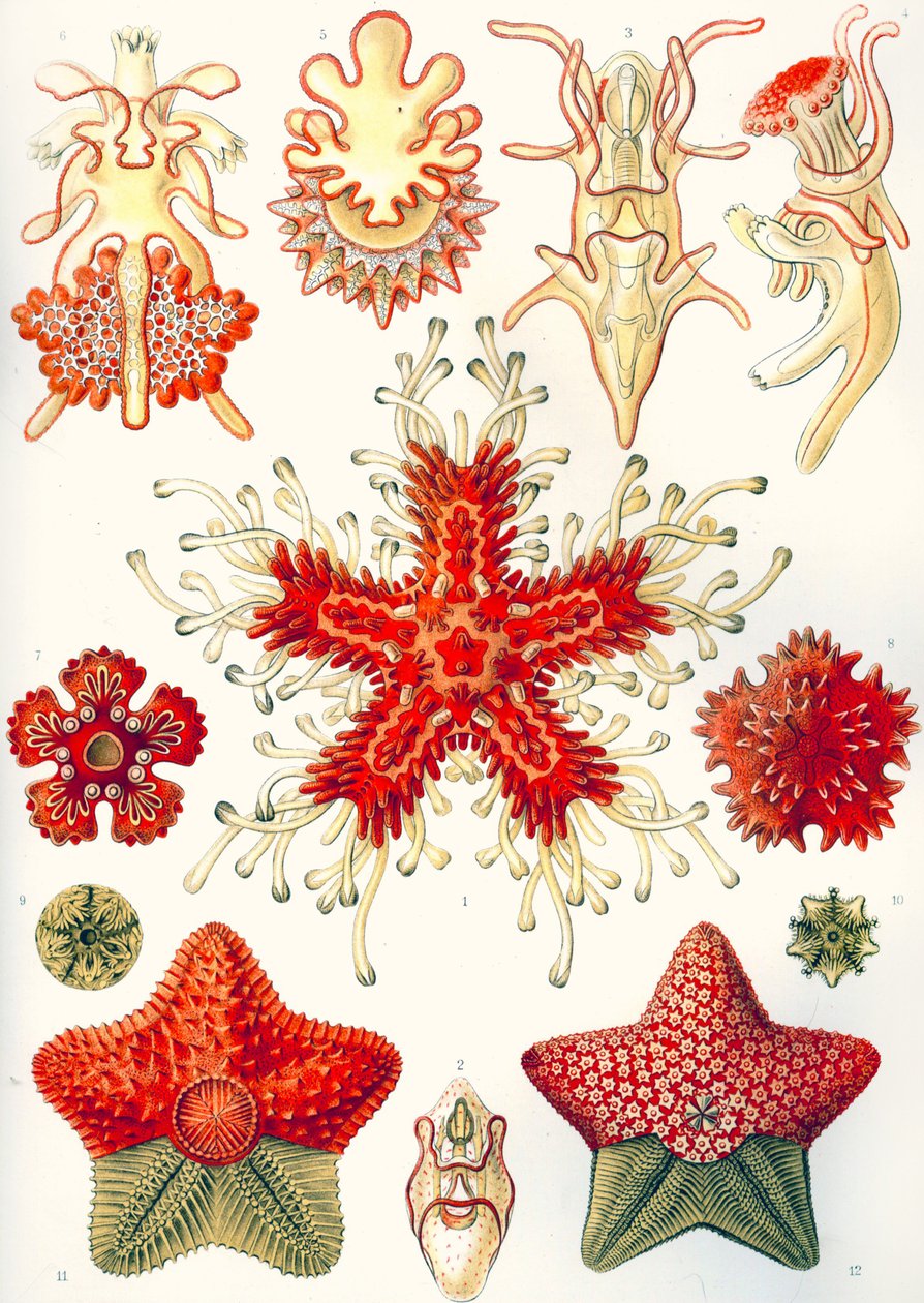 Asteridea "A természet művészeti formái" alkotó: Ernst (after) Haeckel