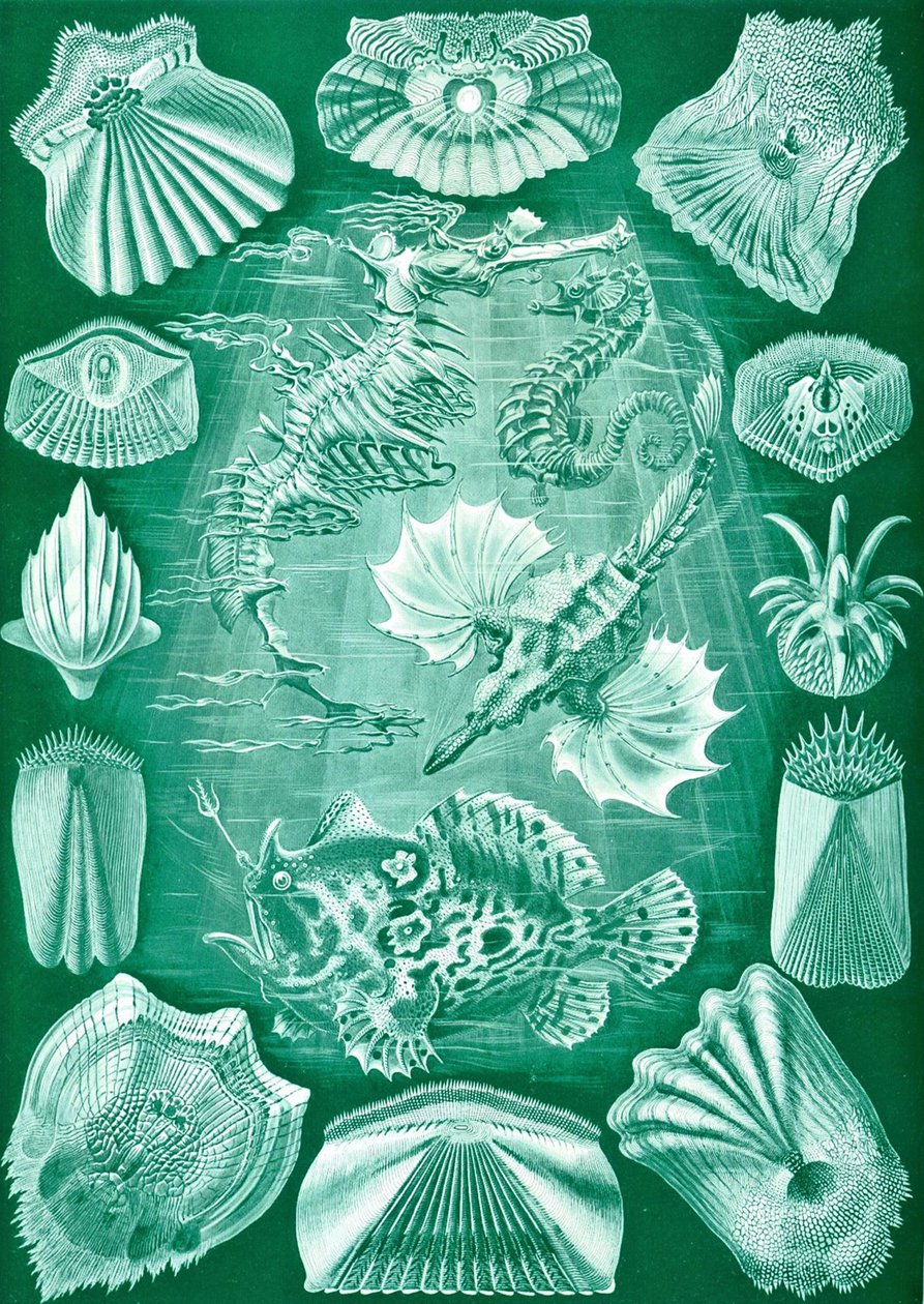 Teleostei gyűjteménye a "Természet művészeti formáiból" alkotó: Ernst (after) Haeckel