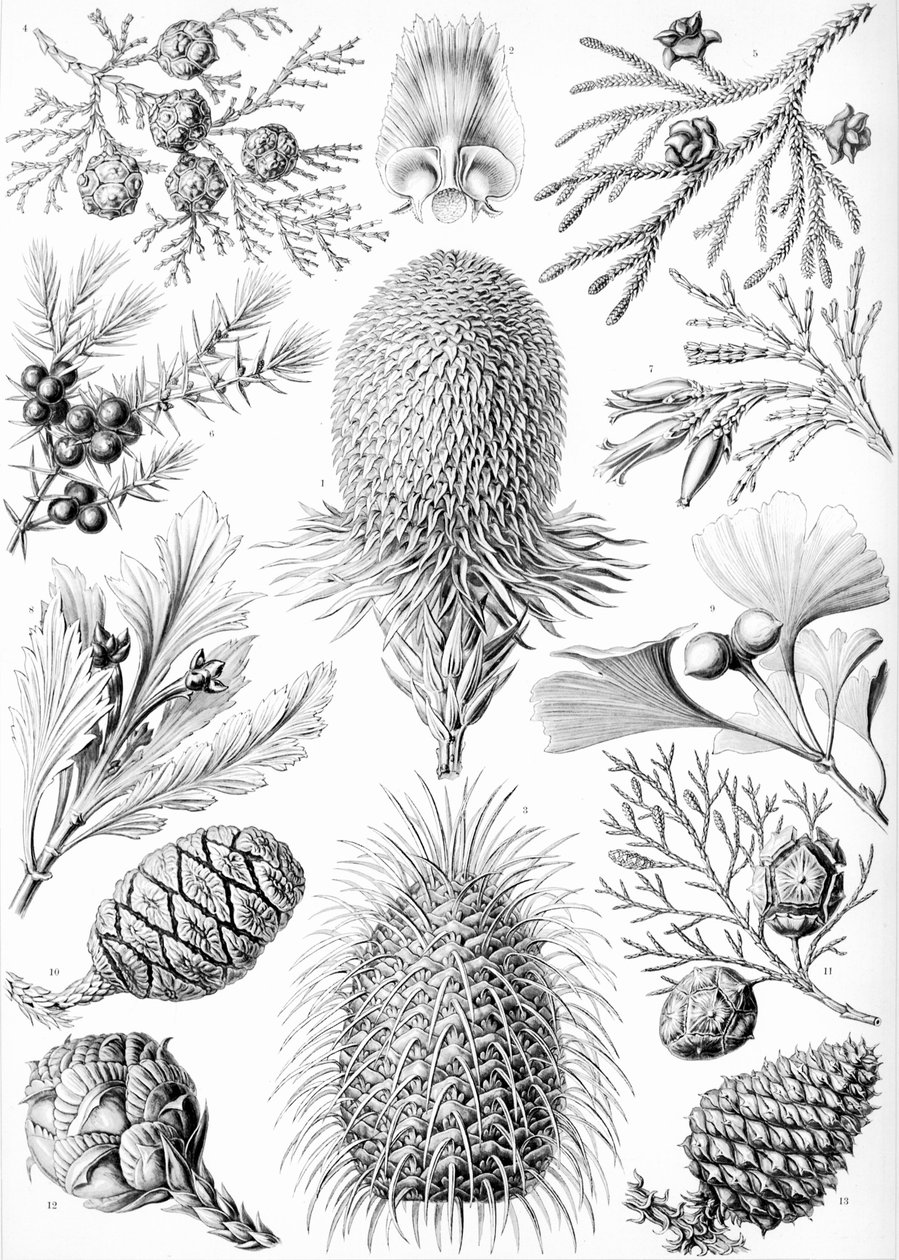 Példák a "Kunstformen der Natur" tűlevelűekre alkotó: Ernst (after) Haeckel