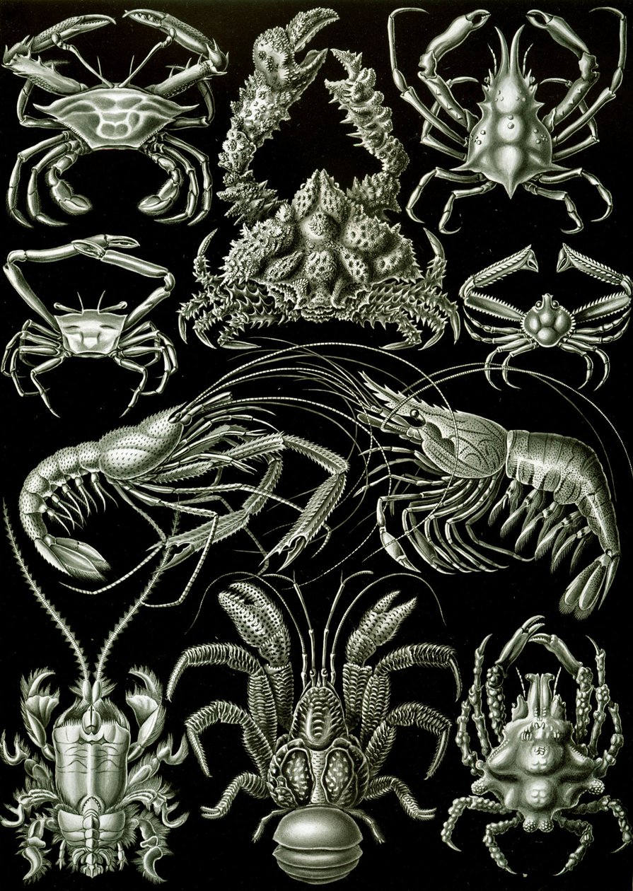 Példák a Decapoda „természet művészeti formáira” alkotó: Ernst (after) Haeckel
