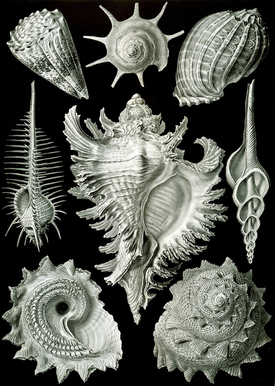 Példák a Prosranchia-ra – különféle prosobranch haslábúak héjai, a „Kunstformen der Natur”-ból alkotó: Ernst (after) Haeckel