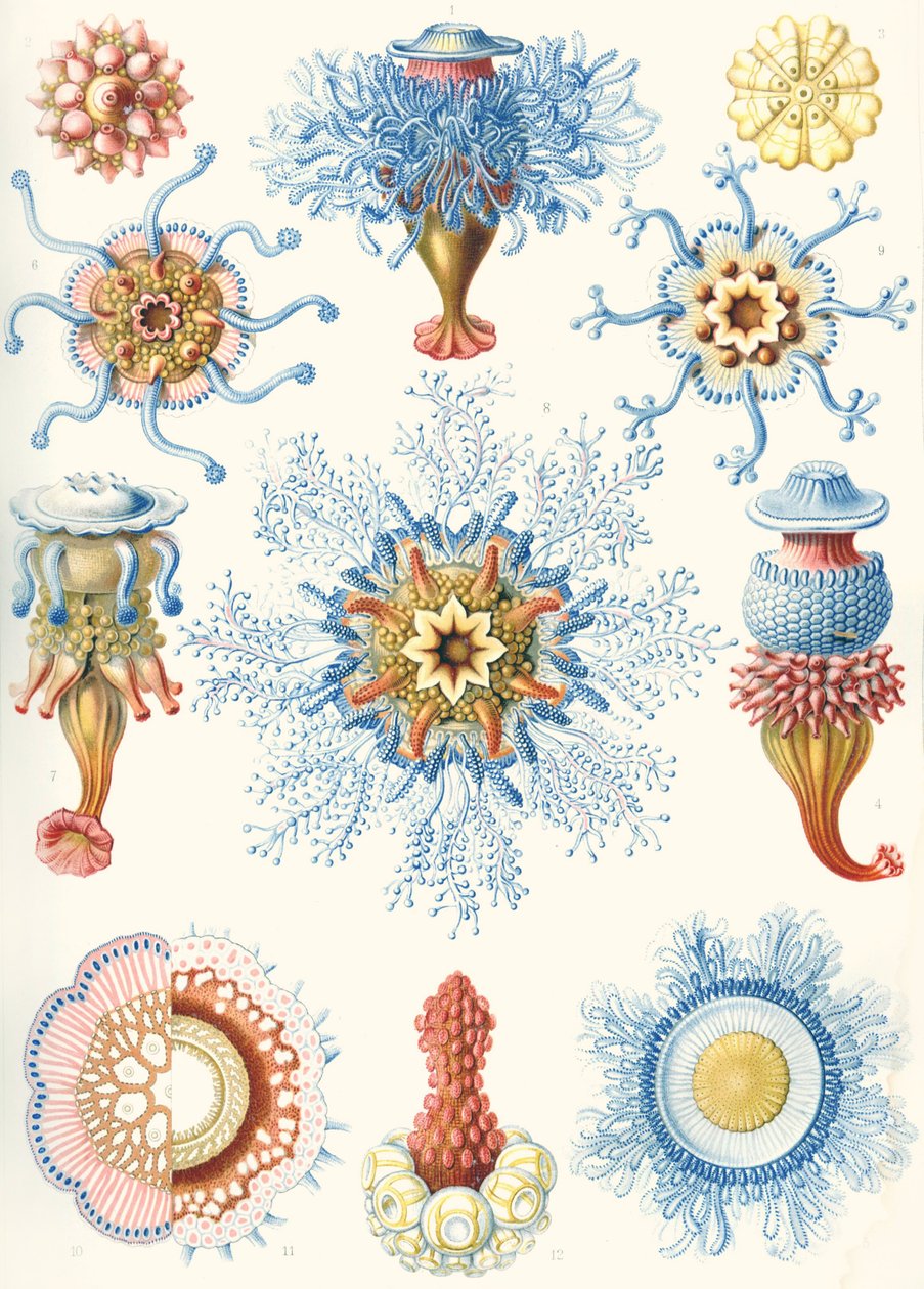 Példák a szifonophorákra a "Természet művészeti formáiból" alkotó: Ernst (after) Haeckel