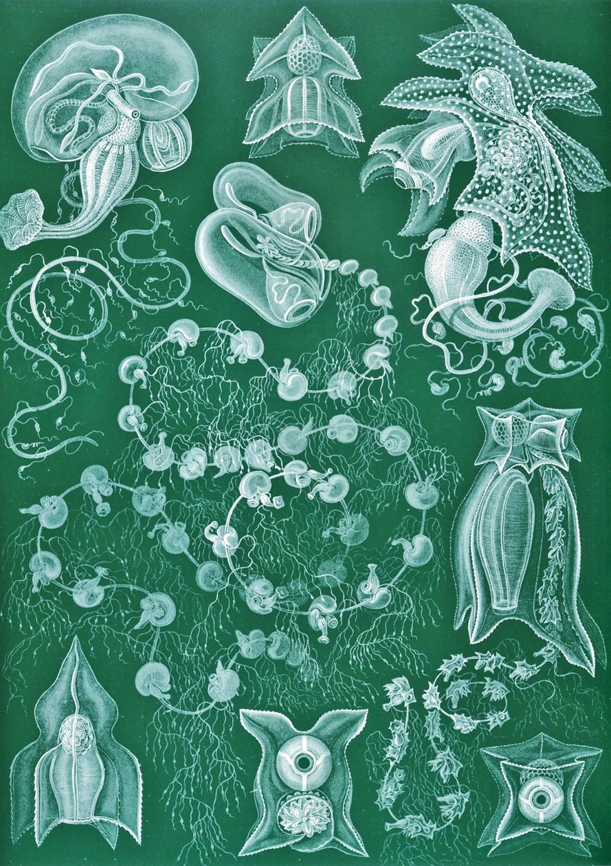 Példák a Siphonophorae-ra a "Természet művészeti formáiból" alkotó: Ernst (after) Haeckel