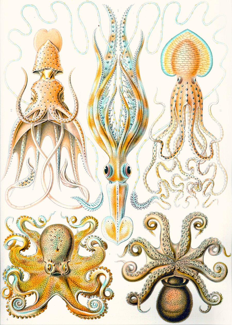 Példák a különböző lábasfejűek „természet művészeti formáira” alkotó: Ernst (after) Haeckel