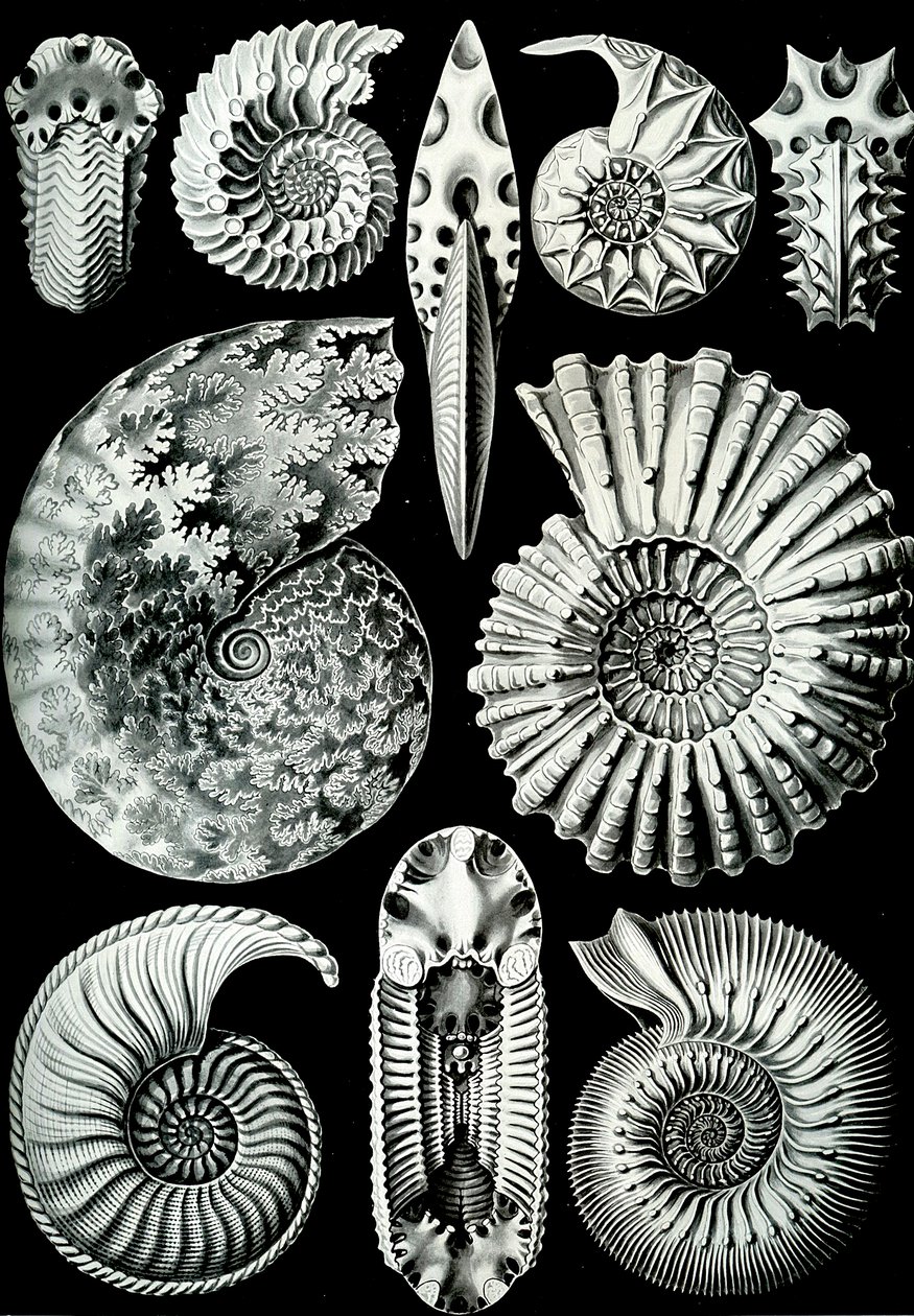 Ammonitida illusztrációja a "Természet művészeti formái" 1904-ből (litho) alkotó: Ernst (after) Haeckel