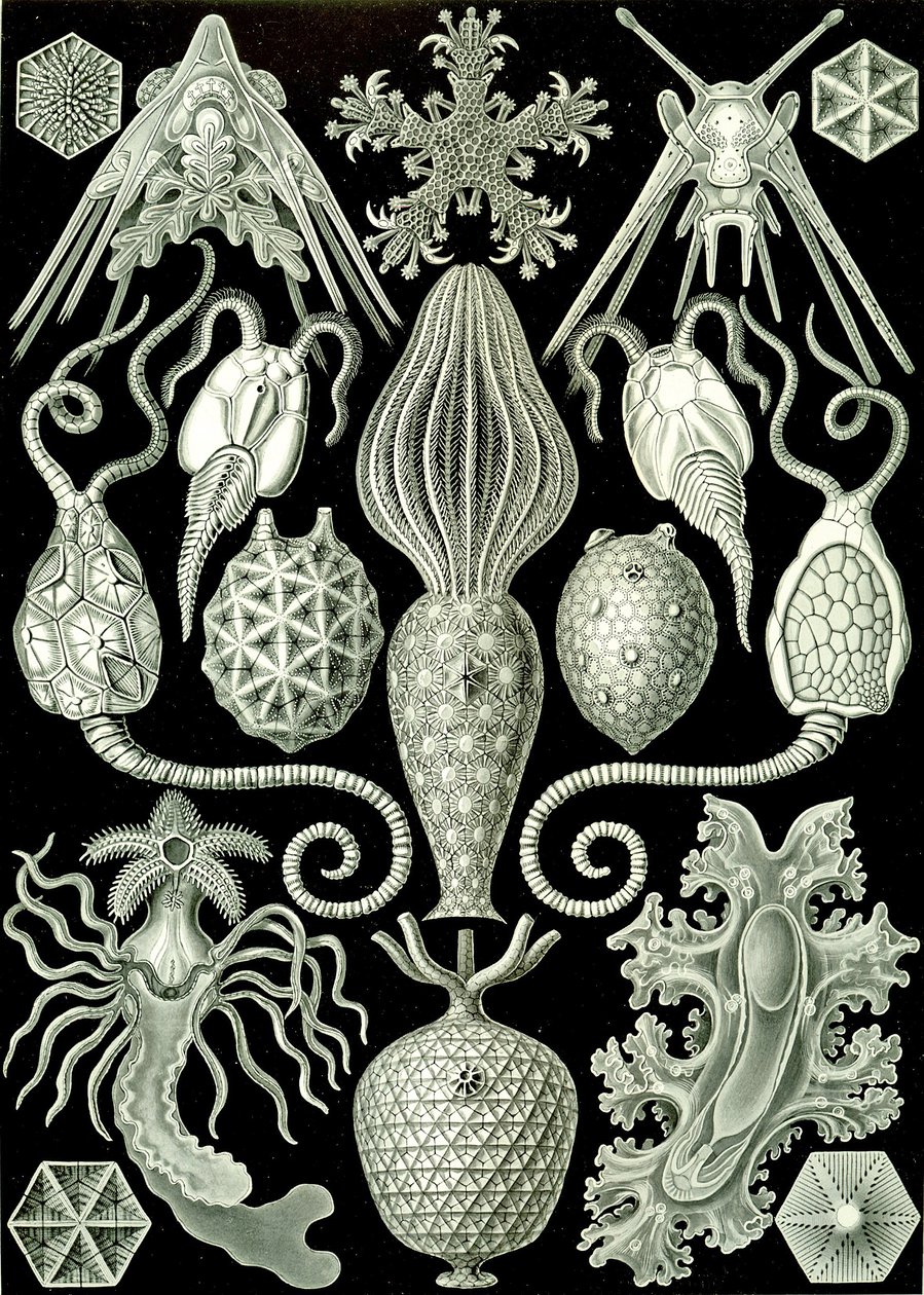 Amphoridea illusztrációja az "Art Forms of Nature" 1904-ből (litho) alkotó: Ernst (after) Haeckel