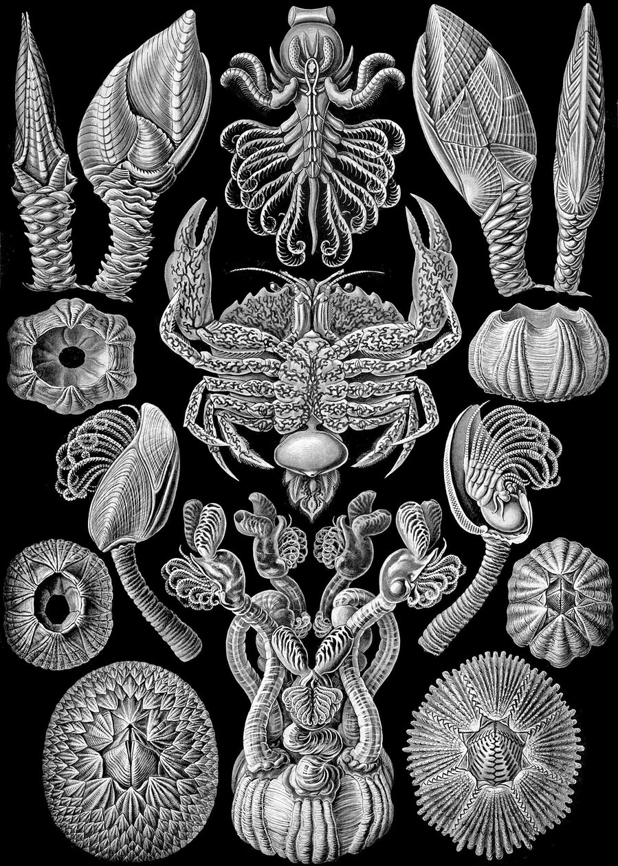 A Cirripedia illusztrációja az "Art Forms of Nature" 1904-ből (litho) alkotó: Ernst (after) Haeckel