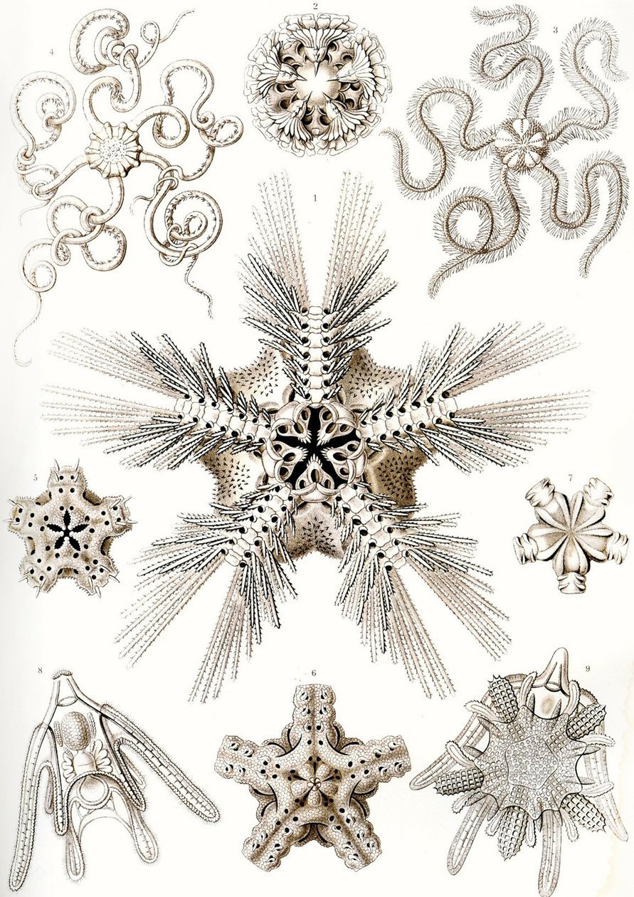 "A természet művészeti formái" alkotó: Ernst (after) Haeckel