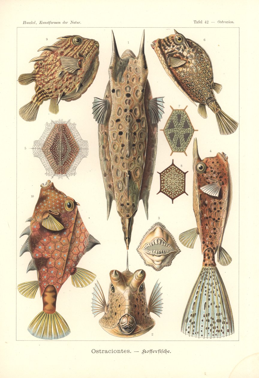 Ostracion - teleosts, Pl.42 a "Kunstformen der Natur"-ból, metszett Adolf Giltsch, megjelent 1904 (színes litho) alkotó: Ernst (after) Haeckel